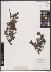 Foto von Salix breviserrata Flod.